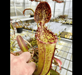 COLLECTORS ITEM 🌟 Nepenthes Burbidgeae x Lowii AW #25 > Exact plant pictured