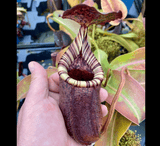 COLLECTORS ITEM 🌟 Nepenthes Burbidgeae x Lowii AW #25 > Exact plant pictured
