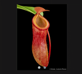 COLLECTORS ITEM 🌟 Nepenthes Burkei x Dubia AW 📏 14-16cm > Exact plant pictured