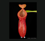 COLLECTORS ITEM 🌟 Nepenthes Burkei x Dubia AW 📏 14-16cm > Exact plant pictured