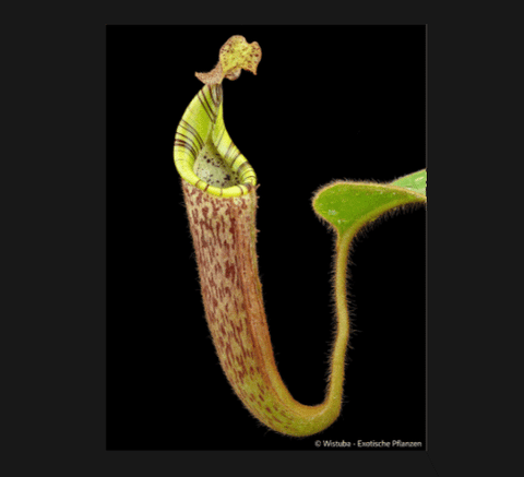 EARLY ACCESS > Nepenthes chaniana x mollis AW * ISC * 13-15cm (bareroot)