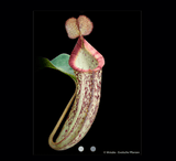 COLLECTORS ITEM 🌟 Nepenthes Chaniana x Spectabilis (Giant Bandahara) AW 📏 25-28cm > Exact plant pictured