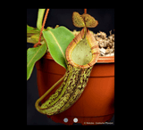 COLLECTORS ITEM 🌟 Nepenthes Chaniana x Spectabilis (Giant Bandahara) AW 📏 25-28cm > Exact plant pictured