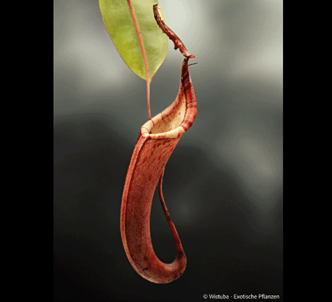 EARLY ACCESS > Nepenthes dactylifera (was N. faizaliana) (Borneo) AW * 01 * 15-18cm (bareroot)