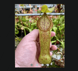 SPECIAL IMPORT 🌟 Nepenthes Diabolica x Hamata ex Wistuba 📏 10-12cm