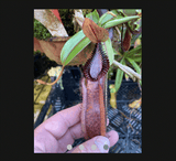SPECIAL IMPORT 🌟 Nepenthes Diabolica x Hamata ex Wistuba 📏 10-12cm