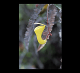 EARLY ACCESS > Nepenthes dubia (Gunung Talakmau, West Sumatra) AW * 02 * 20-25cm (bareroot)