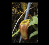 EARLY ACCESS > Nepenthes dubia (Gunung Talakmau, West Sumatra) AW * 02 * 20-25cm (bareroot)