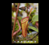 COLLECTORS ITEM 🌟 Nepenthes Dubia (Malea, Sumatra) AW #37 > Exact plant pictured