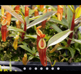 COLLECTORS ITEM 🌟 Nepenthes Dubia (Malea, Sumatra) AW #37 > Exact plant pictured