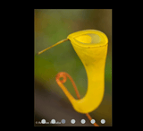 COLLECTORS ITEM 🌟 Nepenthes Dubia (Malea, Sumatra) AW #37 > Exact plant pictured
