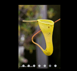 COLLECTORS ITEM 🌟 Nepenthes Dubia (Malea, Sumatra) AW #37 > Exact plant pictured