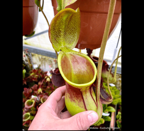 EARLY ACCESS > Nepenthes ephippiata (Gunung Raya, Borneo) AW * 02 * 4-6cm (bareroot)