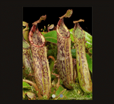 COLLECTORS ITEM 🌟 Nepenthes Epiphytica x Mollis AW 📏 16-18cm > Exact plant pictured