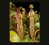 COLLECTORS ITEM 🌟 Nepenthes Epiphytica x Mollis AW 📏 16-18cm > Exact plant pictured