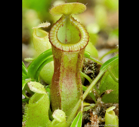 EARLY ACCESS > Nepenthes flava x diabolica AW * 04 * 10-12cm (bareroot)