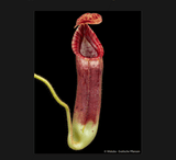 COLLECTORS ITEM 🌟  Nepenthes Glandulifera x (Veitchii x Lowii) AW 📏 8-10cm > Exact plant pictured