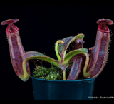 COLLECTORS ITEM 🌟 Nepenthes Glandulifera x Edwardsiana AW 📏 12-14cm > Exact plant pictured