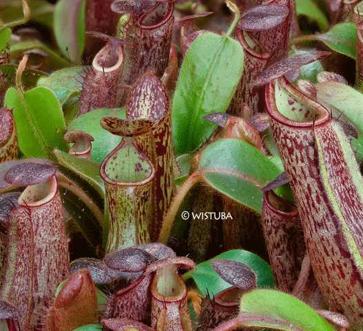 Nepenthes Glandulifera x Undulatifolia #57 ex Wistuba * Carnivorous tropical pitcher plants for sale