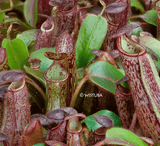 Nepenthes Glandulifera x Undulatifolia #57 ex Wistuba * Carnivorous tropical pitcher plants for sale