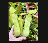 COLLECTORS ITEM 🌟 Nepenthes Hamata (Gunung Lumut, Sulawesi) * Wistuba 📏 12-15cm > Exact plant pictured