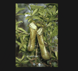 COLLECTORS ITEM 🌟 Nepenthes Hamata (Gunung Lumut, Sulawesi) * Wistuba 📏 12-15cm > Exact plant pictured