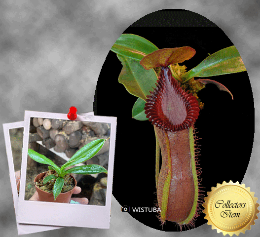 Nepenthes Hamata x Edwardsiana Clone 13 for sale * Wistuba * Ultra Rare tropical pitcher plants for sale in South Africa