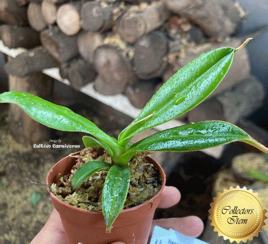 Nepenthes Hamata x Edwardsiana Clone 13 for sale * Wistuba * Ultra Rare tropical pitcher plants for sale in South Africa