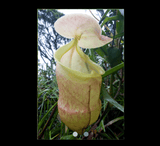 EARLY ACCESS > Nepenthes hamiguitanensis (Mt. Hamiguitan, Philippines) AW * 10 * 18-20cm (bareroot)