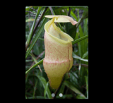 EARLY ACCESS > Nepenthes hamiguitanensis (Mt. Hamiguitan, Philippines) AW * 10 * 18-20cm (bareroot)