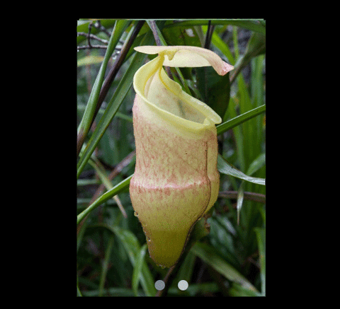 EARLY ACCESS > Nepenthes hamiguitanensis (Mt. Hamiguitan, Philippines) AW * 10 * 18-20cm (bareroot)