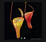 EARLY ACCESS > Nepenthes jamban x dubia AW * 01 * 10-12cm (bareroot)