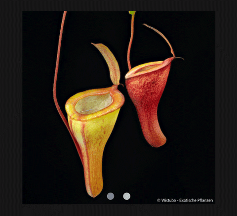 EARLY ACCESS > Nepenthes jamban x dubia AW * 01 * 10-12cm (bareroot)