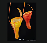 EARLY ACCESS > Nepenthes jamban x dubia AW * 01 * 10-12cm (bareroot)