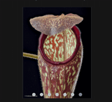 EARLY ACCESS > Nepenthes klossii (Wissel Lakes, Irian Jaya) AW * 03 * 6-8cm (bareroot)