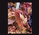 EARLY ACCESS > Nepenthes klossii (Wissel Lakes, Irian Jaya) AW * 03 * 6-8cm (bareroot)