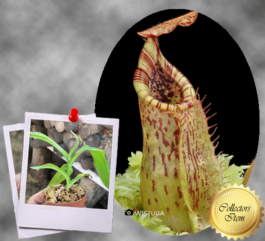 COLLECTORS ITEM 🌟 Nepenthes Kongkandana x Mollis AW 📏 20-22cm > Exact plant pictured