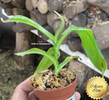 COLLECTORS ITEM 🌟 Nepenthes Kongkandana x Mollis AW 📏 20-22cm > Exact plant pictured