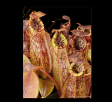 COLLECTORS ITEM 🌟 Nepenthes Kongkandana x Mollis AW #71 > Exact plant pictured