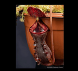 COLLECTORS ITEM 🌟 Nepenthes Lowii (Gunung Murud, Borneo) * Wistuba 📏 6-8cm > Exact plant pictured