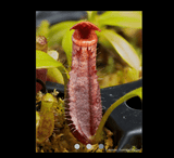 COLLECTORS ITEM 🌟 Nepenthes Lowii (Mulu, clone 7) x Mira AW 📏 10-12cm > Exact plant pictured