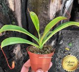 TROPICAL PITCHER PLANT: Nepenthes Lowii x Ventricosa red for sale | Buy carnivorous plants and seeds online @ South Africa's leading online plant nursery, Cultivo Carnivores