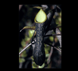 SPECIAL IMPORT 🌟  Nepenthes Mikei ex Wistuba 📏 15-18cm