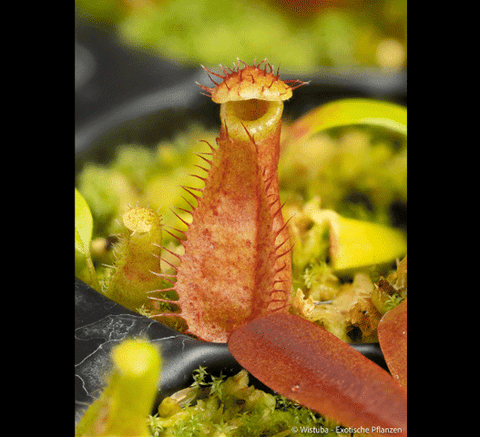 EARLY ACCESS> Nepenthes minima x diabolica AW * ISC * 10-12cm (bareroot)