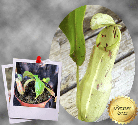 TROPICAL PITCHER: Nepenthes Mirabilis wing (green) x Northiana 📏 8-10cm
