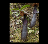 COLLECTORS ITEM 🌟 Nepenthes Nigra (Gunung Katopasa) * Wistuba 📏 4-6cm > Exact plant pictured