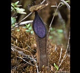COLLECTORS ITEM 🌟 Nepenthes Nigra (Gunung Katopasa) * Wistuba 📏 4-6cm > Exact plant pictured