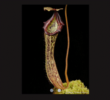 EARLY ACCESS > Nepenthes platychila x boschiana AW * ISC * 35-40cm (bareroot)