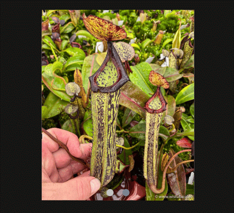 EARLY ACCESS > Nepenthes platychila x boschiana AW * ISC * 35-40cm (bareroot)