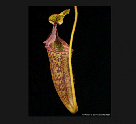 EARLY ACCESS > Nepenthes platychila x mira AW * ISC * 30-35cm (Bareroot)